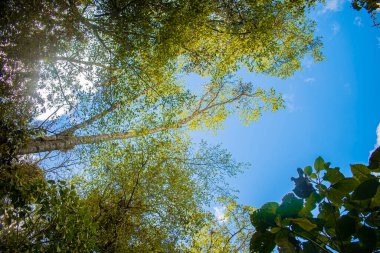Yeşil ağaçları ve dalları olan güzel bir gökyüzü
