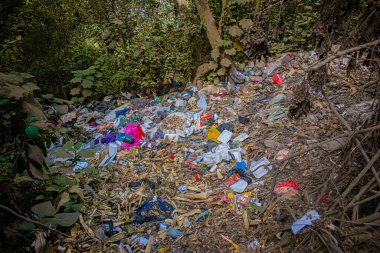 Ormanda büyük yapraklı çöpler.