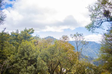 Beyaz bulutlu ve tepeli güzel orman manzarası