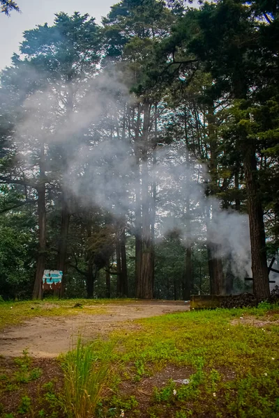 나무들 사이에 연기가 — 스톡 사진