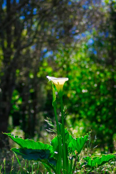 Bela Flor Cartucho Branco Com Fundo Natural Floresta — Fotografia de Stock