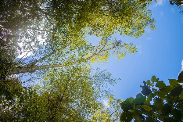 아름다운 과푸른 나무와 가지들 — 스톡 사진