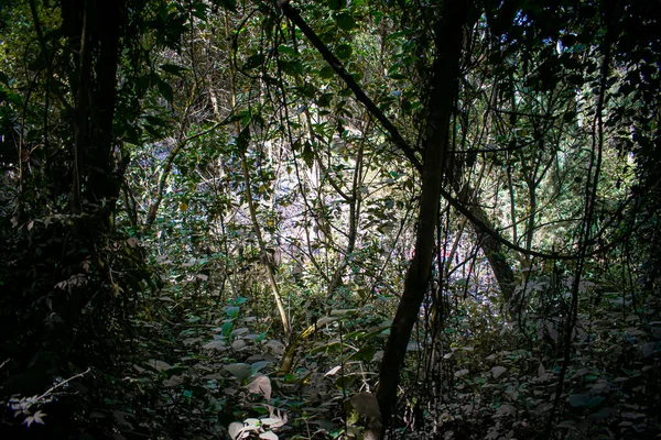 Hermoso Paisaje Forestal Con Ramas Negras — Foto de Stock