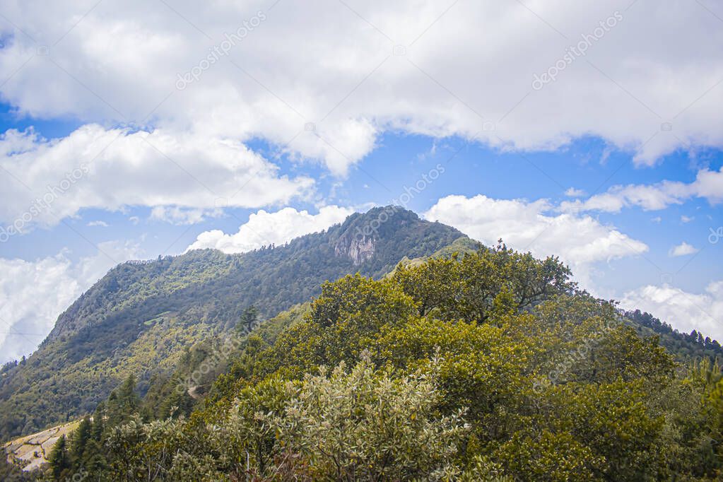 beautiful forest with mountain with gray blue sky