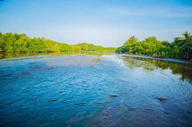 Mavi gökyüzü ile yeşil ağaçlı bataklık nehri