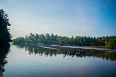 Ağaçlarla dolu bir bataklık ve mavi gökyüzüyle gündoğumu manzarası