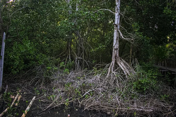 Alberi Mangrovie Nella Palude Fango Con Foglie Verdi — Foto Stock