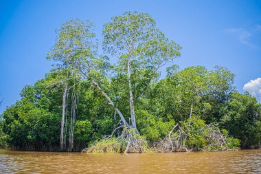 Mavi gökyüzü ve tropikal ormanı olan güzel bir manzara.