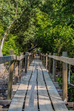 Tropik ormanlar arasında tahta köprü