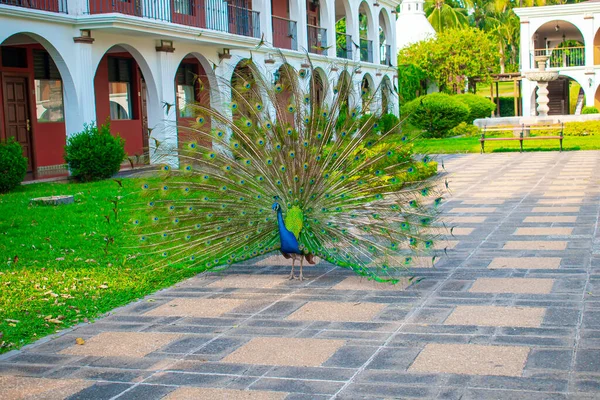 Paon Avec Belles Plumes — Photo