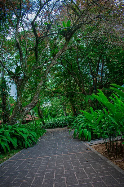 Beau Sentier Milieu Des Arbres Avec Des Branches — Photo