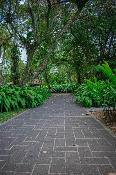 Caminho Meio Floresta Com Plantas — Fotografia de Stock