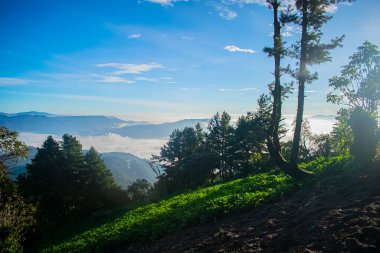 Mavi gökyüzü ve orman manzaralı yeşil alan
