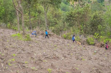 Çocuk köpekleriyle ormanda oynuyor.
