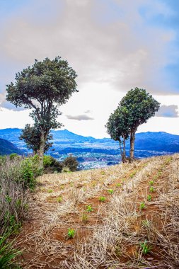 Kuru alanda meşe ağaçları ve arka planda dağlar