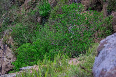 Taş kayalıklarda ağaç dalları