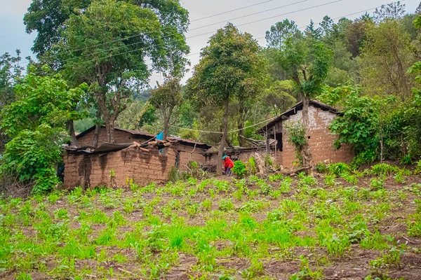 Casa Com Plantio Milho Com Árvores Com Floresta — Fotografia de Stock