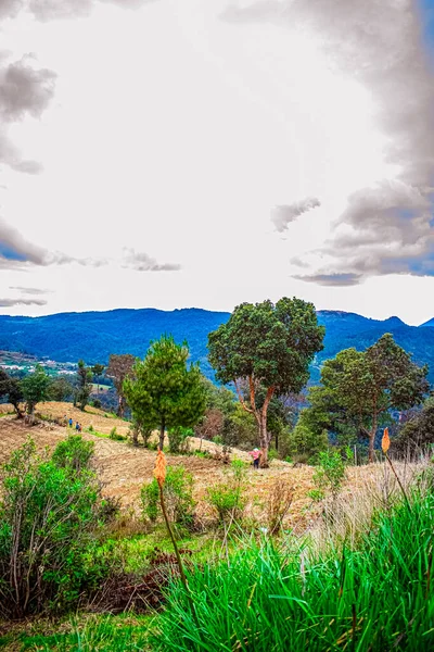 Forêt Chênes Avec Sol Sec Montagnes Arrière Plan — Photo