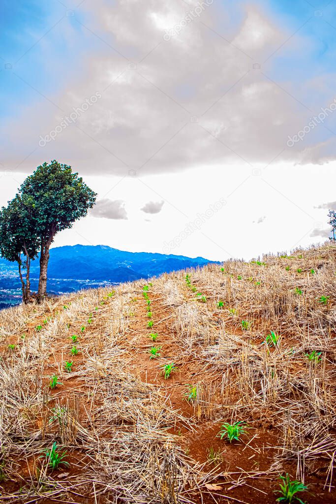 dry field with trees background with white clouds