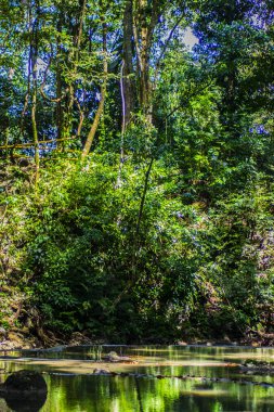 Doğal yeşil üzümlü yeşil ağaçlar