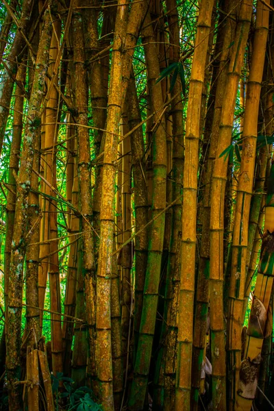 Žlutý Bambus Zelení Texturou — Stock fotografie