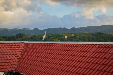Orman manzaralı beyaz renkli kuşlar.
