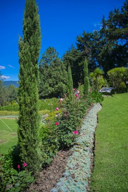 Ağaçlarla dikilmiş çiçekler ve güzel mavi gökyüzü.