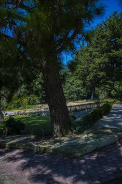 desenli çam ağacı ve çiçekli güzel bir bahçe