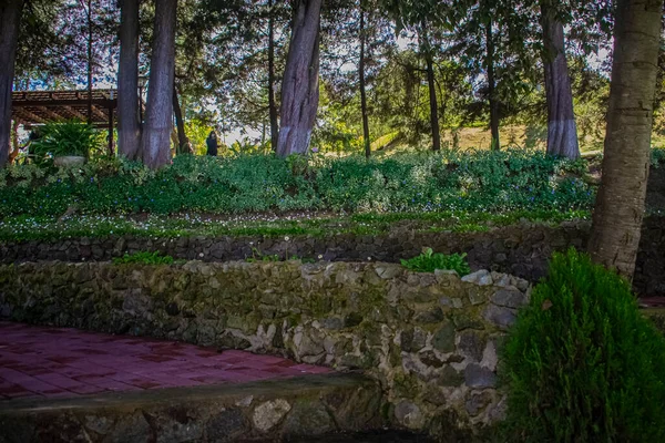 Stenen Treden Met Achtergrond Bomen Met Kleine Bloemen — Stockfoto
