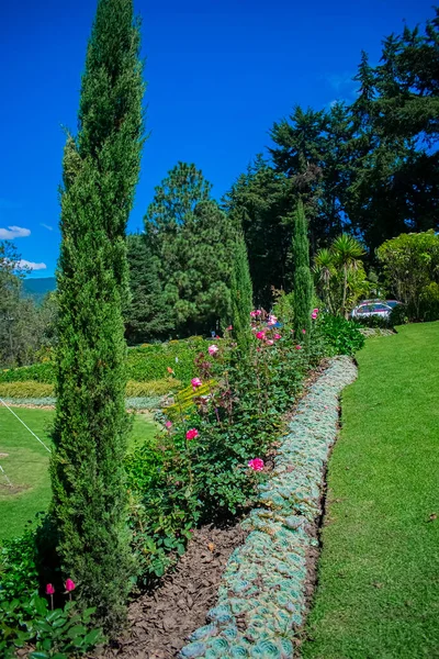 Dennenbomen Lijn Met Tuinbloemen Quebrada — Stockfoto