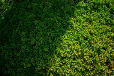 yeşil desenli arkaplan