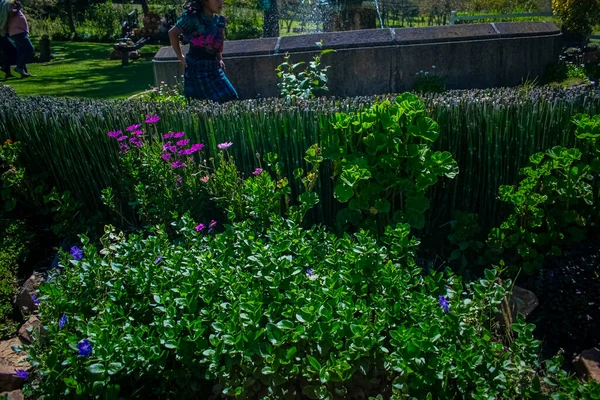 Flores Puente Agua Con Hojas Verdes — Foto de Stock