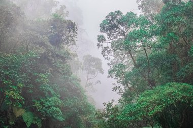 Ağaçlı doğal yeşil ormandaki sisler