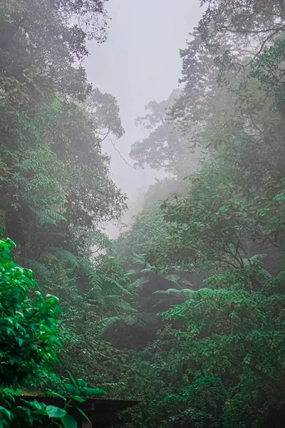 Bosque Verde Natural Con Nieblas —  Fotos de Stock