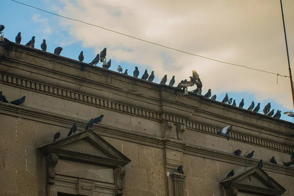 Grautauben Auf Dem Dach Des Gebäudes — Stockfoto