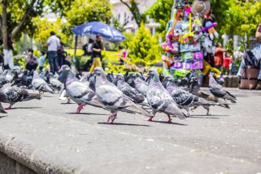 Xela Parkı 'nda yürüyen gri güvercinler