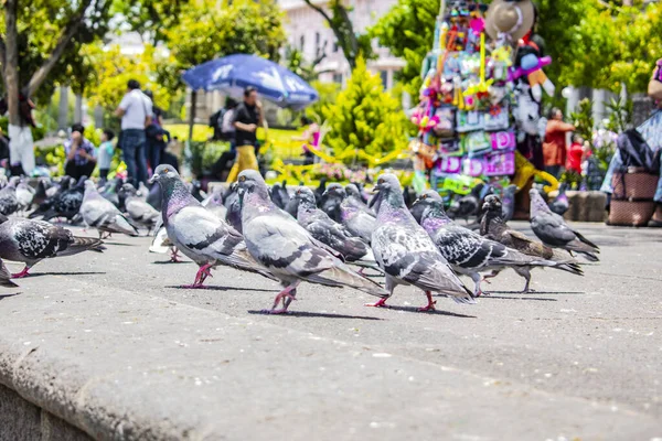 실라스 공원에 산비둘기 — 스톡 사진