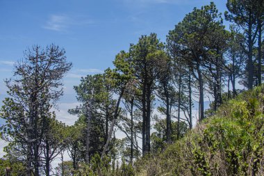 Çam ağaçları, mavi gökyüzü, bulutlar, eşsiz manzara.