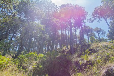 Çam ormanı manzarası güneşli
