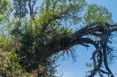 kuru yeşil dallar mavi gökyüzü