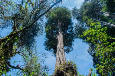 Yeşil yaprakları ve mavi gökyüzü olan büyük çam ağaçları.