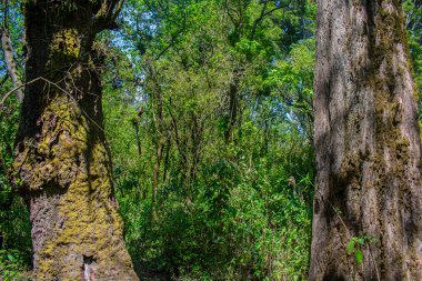 Çam gövdeli orman güzel bir manzara.