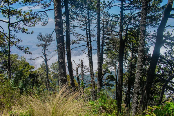 Δάσος Πεύκου Ξηρά Κλαδιά Και Σύννεφα Στο Παρασκήνιο — Φωτογραφία Αρχείου