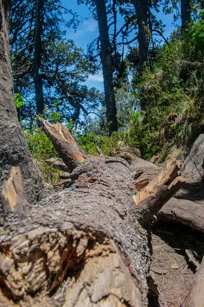 Droge Stam Van Dennenbomen Met Groene Bomen Het Bos — Stockfoto