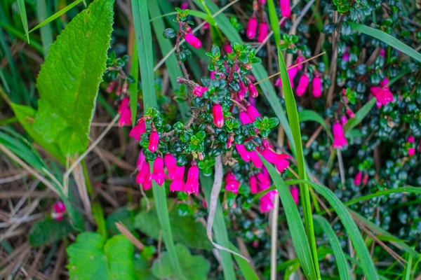 Hermosas Flores Rosadas Entre Hierba Verde — Foto de Stock