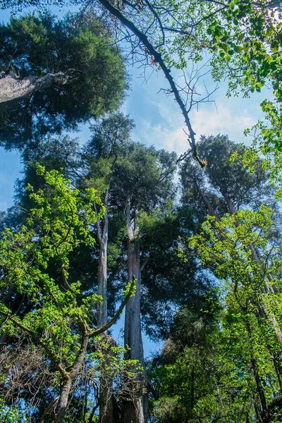 Árvores Altas Com Folhas Verdes Naturais Com Céu Azul — Fotografia de Stock