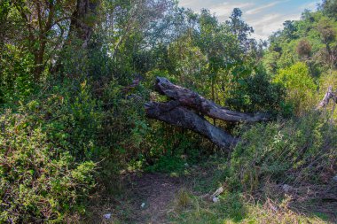 Yeşil yapraklardan kesilmiş ağaç gövdesi