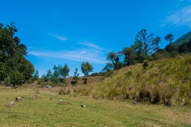 Kuru çimenler ve ağaçlarla dolu yeşil arazi. Güzel manzara.