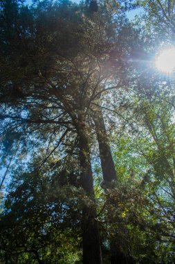 Dalların arasında güneş parlayan büyük bir ağaç.