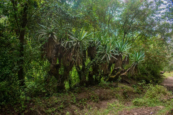 Plantas Grandes Com Ramos Verdes Musgo Floresta Com Rochas — Fotografia de Stock